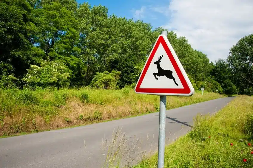 Deer crossing sign and road.